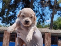Maltipoo yavrular çiftlikten