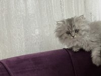 Gri ve beyaz tüylü erkek chinchilla
