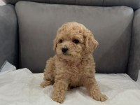 Orijinal Teacup Maltipoo