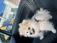 Yavru Pomeranian Boo