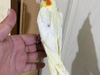 49 GÜNLÜK LUTİNO BEBEK SULTAN PAPAĞANI