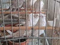 1.5 aylık 5 aylık arası yavru kuşlar