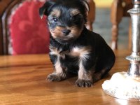Ankaranın En Güzel Tea Cup Yorkshire Terrier Leri
