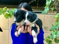 Zeka küpü border collie yavrularım