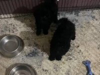 kıvır kıvır toy poddle