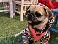 dişi pug 1 yaşında köpeğimiz