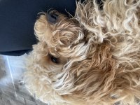 Oyun meraklısı köpeğimizle ilgilenen bahçeli evi ola
