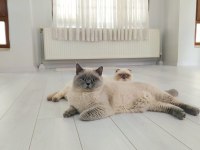 BRİTİSH VE SCOTTİSH BLUE POİNT Yavrular 10.07.2024