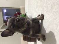 Egzotik French Bulldog Bebekleri