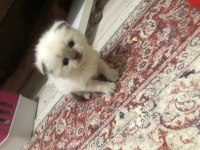 Dişi Blue Point Scottish Fold alırım kulak sahibinden