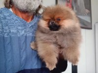 Orijinal Pomeranian Boo