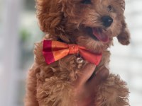 Toy poodle köpeğimi sahiplendirme