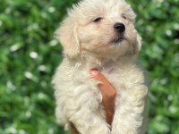 Muhteşem Maltese Terrier Yavrularımız