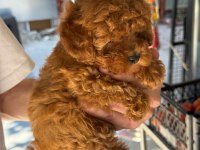 SAĞLIK VE IRK GARANTİLİ TOY POODLE