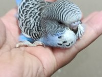 Jumbo Erkek Muhabbet Kuşu Bebek