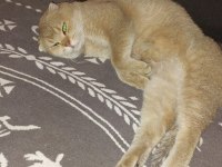 Golden Scottish Fold