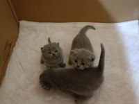 British shorthair bebeklerimiz