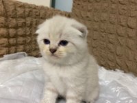scottish straight ve scottish fold cinsi yavrularım