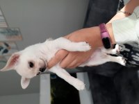Irk garantili chihuahua yavrular