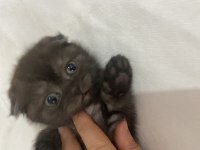 Scottish fold çikolata