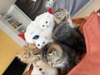 KEDİCİDEN BRITIS LONGHAIR NS1133 ÖZEL IRK YAVRULAR ANK