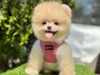 Sevimli Pomeranian Boo Yavrularımız