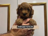 ORİJİNAL TOY POODLE