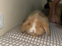 SAFKAN TEDDY LOP TAVŞAN