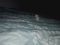 Albino eş hamster