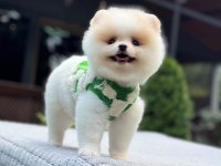 Sağlık Ve Irk Garantili Pomeranian