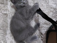 NADİR ZOR BULUNAN YAVRU KEDİMİZ SON 1