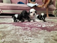Shih tzu şitsu 0 numara yavrular