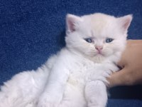British shorthair