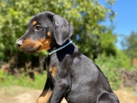 Doberman yavru son 2 adet