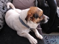 Köpeğimize dişi eş aranır