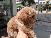 Erkek Toy Poodle