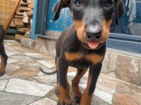 Dobermanlar