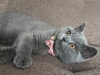 4 aylık dişi çok cana yakın oyuncu scottish fold