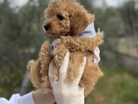 Brown toy poodle dişi