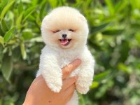 Pomeranian boo bebeklerim