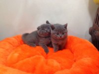ANKARA NIN EN GÜZEL BRİTİSH SHORTHAİR YAVRULARI