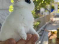 Hollanda cüce tavşanlar (netherland dwarf)