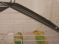 Muhabbet kuşu ve sevda kuşu