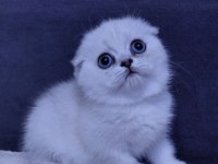 Scottish fold yavrular