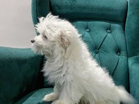 Maltese yavrular