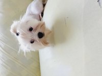 Show kalite maltese