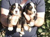 Bernese yavrularımız