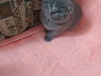 scottish fold şekerler
