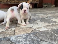 Rezeryeve Açık Dişi Erkek French Bulldog Köpekler