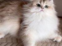 Şecereli British Longhair Blue Golden yetişkin dişi